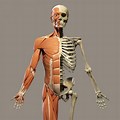 Human Skeleton Muscle GIF