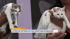 Paws & Pals: Litter of Brick City kittens up for adoption in Newark