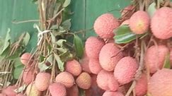 First lot Organic litchis for sale 🤤 - Eco-Organic Farms