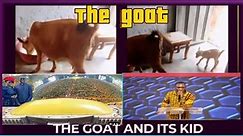 This testimony of a missing goat 🐐will crack you up you will be shocked at what the man said