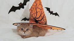 cute kitten in halloween decorations looking at the camera in autumn. High quality 4k footage