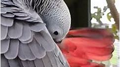 Scalloping underneath the tail, towards... - Six Grey Parrots
