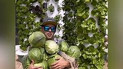 14 cabbages harvested from one aeroponic tower