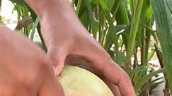 Farmer Cook - Wow Quality sound skill cut coconut