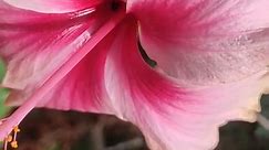 #light pink#hibiscus#flower#gudhal ka phool#