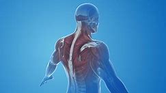 Trapezius muscles pain and injury