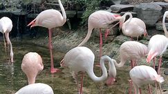 Flamingos have beautiful pale pink plumage