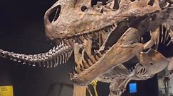 Fossil Crates - #Albertosaurus, “Alberta Lizard”, is a...