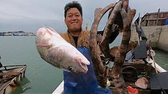 阿阳把网撒在海蛎区和巨轮旁，鲨鱼连着抓，还有大海鱼赚翻了