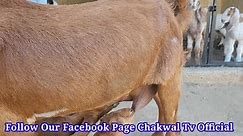 Baby Goats Feeding. - Chakwal TV Official