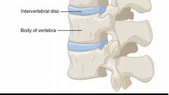 interbody joints anatomy spine , in tamil #biomechanics #tamil #shortvideo