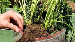 Alternative ways to grow plants outdoors!
