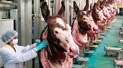 How Farming Millions Donkey for Milk,Meat in China - Donkey Meat Processing in Factory - Donkey Farm