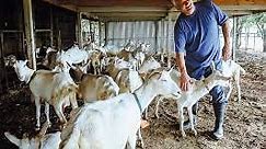 How To Start Goat Farming Business In Texas - Agrolearner.com