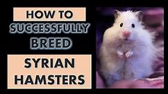How to Successfully Breed Syrian Hamsters l Syrian Hamster Breeding Process l Breeding Process l 8m