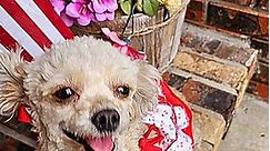Orange Park, FL - Poodle (Toy or Tea Cup). Meet Madam Cleo a Pet for Adoption - AdoptaPet.com