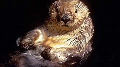 Beloved sea otter dies at 15 / Longtime favorite at Monterey Bay