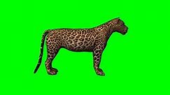 leopard standing and looks around - green screen