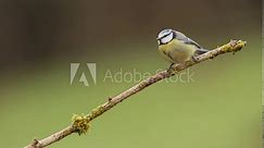 blue tit perched on a branch wiping its beak and then walking away, cyanistes caeruleus, passerine bird, paridae