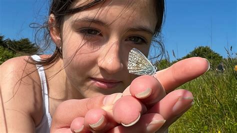 UK butterflies declining after 50 years of data - BBC News