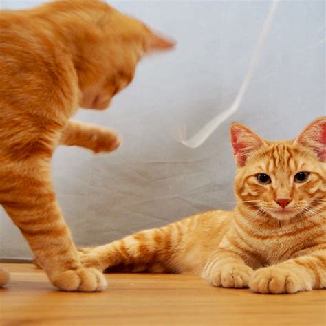 Golden Retriever Brothers Turn Post-Water Cleanup Into a Group Project ...