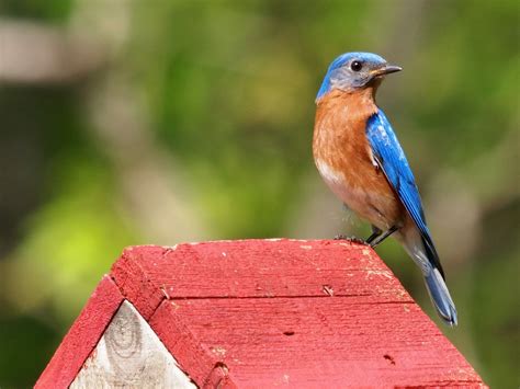 Signs of Spring 9: Bluebirds! | Ecologist's Notebook