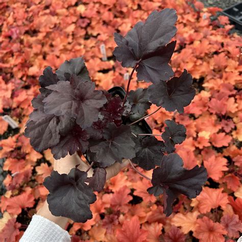 Heuchera x 'Obsidian' - Coral Bells USPP #14,836 (4.5" Pot) | Little ...