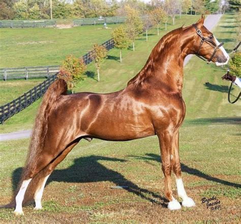 Tomcat, a bright chestnut American Saddlebred stallion. The horse ...