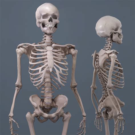 Realistic human skeleton 3D model - TurboSquid 1220440