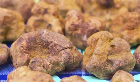 3 Types of Truffles: Discover These Delicious Fungi! - A-Z Animals
