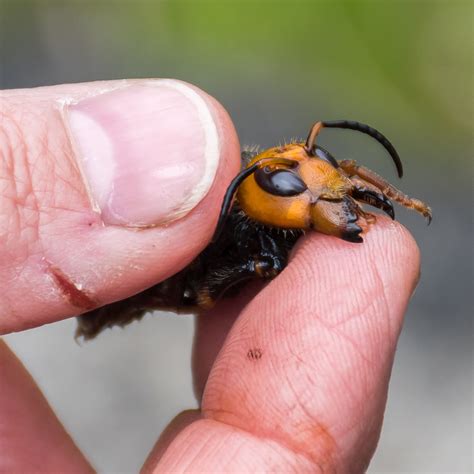 Northern Giant Hornet