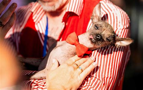2025 World's Ugliest Dog Contest Winner Is Bulldog Named Petunia