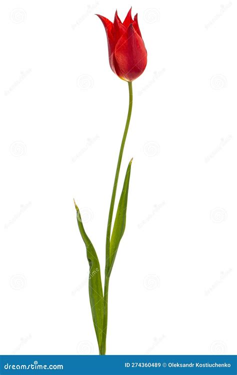 Flower of Red Tulip Closeup, Isolated on White Background Stock Image ...