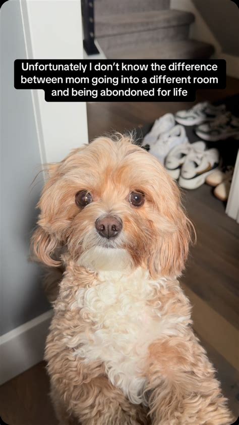 Cavapoo Life Expectancy