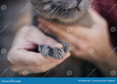 Long Sharp Leaves Of Young Plant Yucca Harrimaniae, Also Called Spanish ...