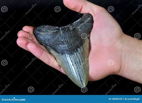 Sightings Of A Megalodon