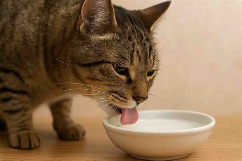 Can Cats Drink Raw Milk? 5 Reasons to Avoid It