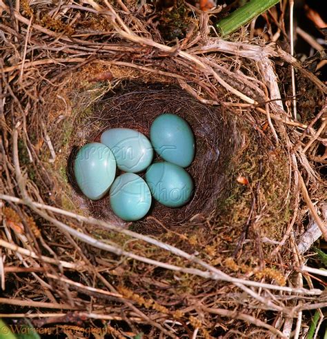 House Sparrow Nest And Eggs