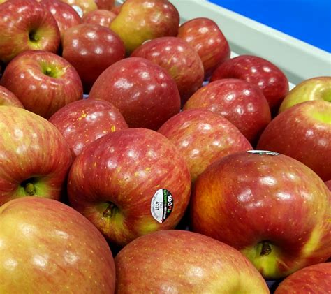 Fuji apples from Mt Erin | Mt Erin Group