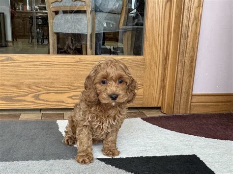 What to Know About a Cavapoo's Temperament | Family Puppies