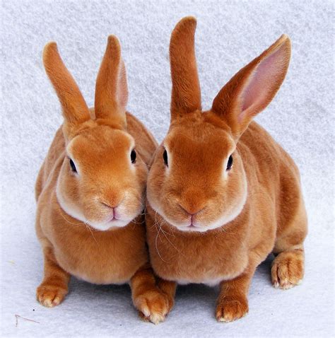 Are Mini Rex Rabbits Good Pets at Sue Frye blog