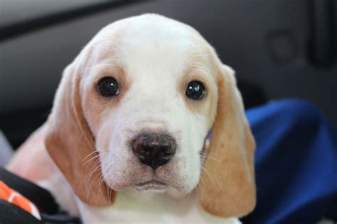 Cutest Lemon Beagle | Beagle, Labrador Retriever
