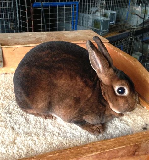 Brown Mini Rex Rabbits