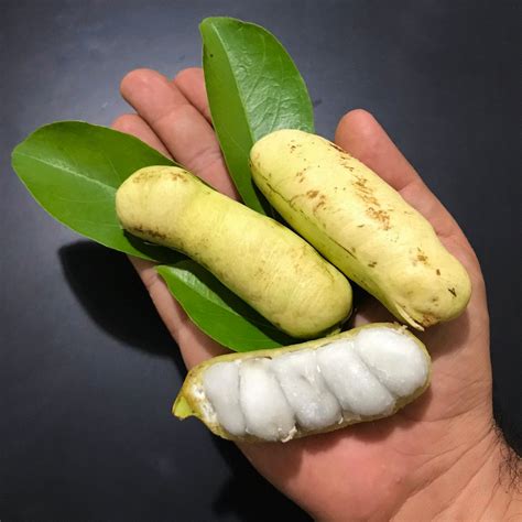 Guama Ice Cream Bean (Inga laurina) - veliyathgardens