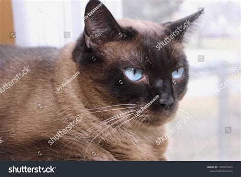 Beautiful Siamese Cat Blue Eyes Stock Photo 1382870585 | Shutterstock