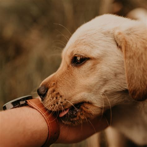 Why Does My Dog Lick My Hands When I Pet Her?