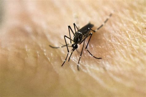 Scientists Investigate How Viruses Like Zika Cause Birth Defects - The ...