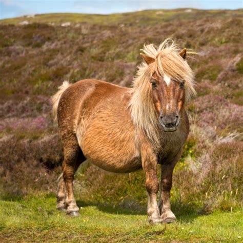 British Native Breeds: Horses And Ponies