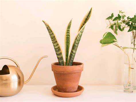 Snake Plant Meanings, Spiritual Benefits & Symbolism - What Spiritual