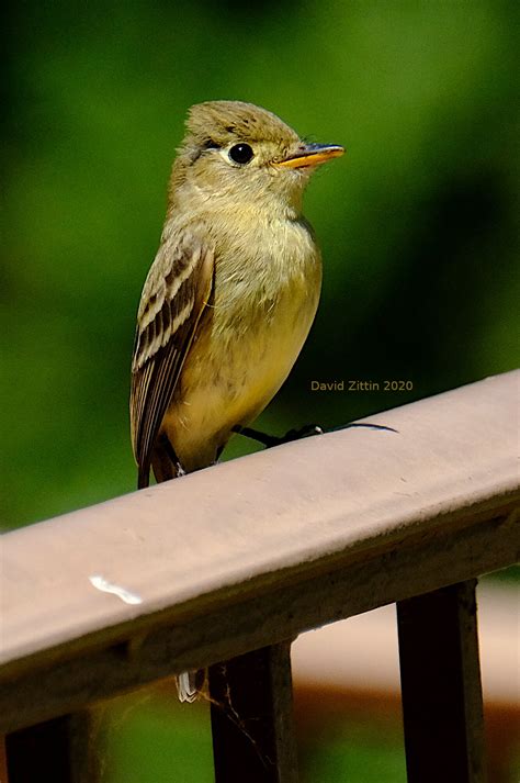 Pacific-slope Flycatcher — Birding With Camera and Paint